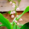 Convallaria Majalis Flower Diamond Painting