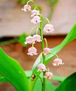 Convallaria Majalis Flower Diamond Painting