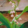 Convallaria Majalis Flower Diamond Painting