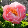 Coral Sunset Peony Diamond Painting