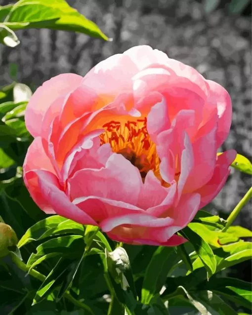 Coral Sunset Peony Diamond Painting