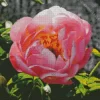 Coral Sunset Peony Diamond Painting