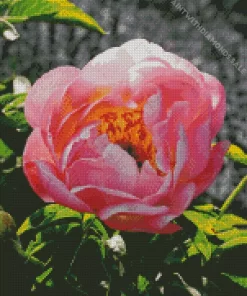 Coral Sunset Peony Diamond Painting