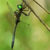 Corduliidae Dragonfly Diamond Painting