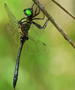 Corduliidae Dragonfly Diamond Painting