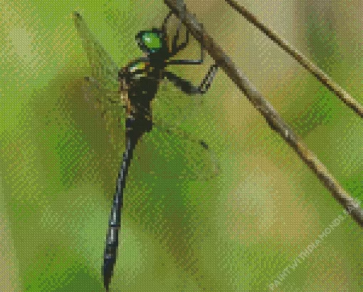 Corduliidae Dragonfly Diamond Painting