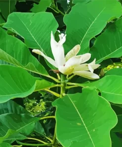 Cucumber Tree Magnolia Diamond Painting