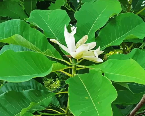 Cucumber Tree Magnolia Diamond Painting