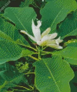 Cucumber Tree Magnolia Diamond Painting