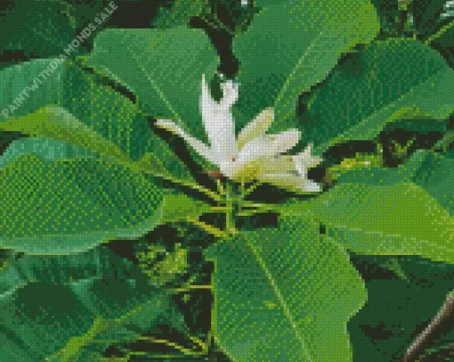 Cucumber Tree Magnolia Diamond Painting