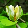 Cucumber Tree Magnolia Flower Diamond Painting