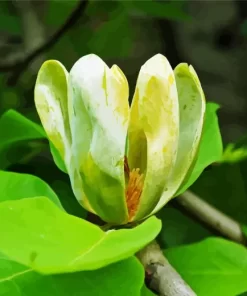 Cucumber Tree Magnolia Flower Diamond Painting