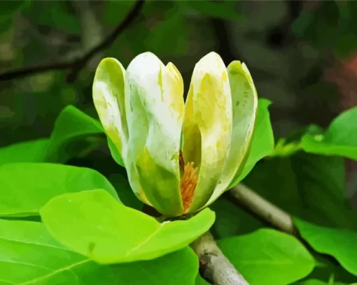 Cucumber Tree Magnolia Flower Diamond Painting