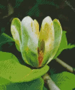 Cucumber Tree Magnolia Flower Diamond Painting