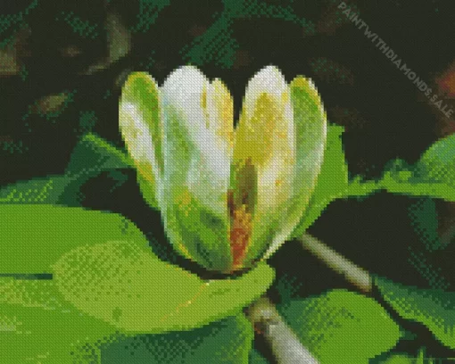 Cucumber Tree Magnolia Flower Diamond Painting