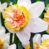 Daffodil Bulbs Petit Four Diamond Painting