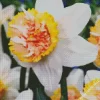 Daffodil Bulbs Petit Four Diamond Painting