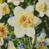 Daffodil Petit Four Diamond Painting