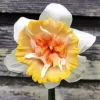 Daffodil Petit Four Flower Diamond Painting