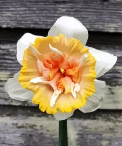 Daffodil Petit Four Flower Diamond Painting