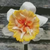 Daffodil Petit Four Flower Diamond Painting