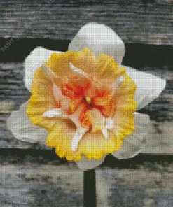 Daffodil Petit Four Flower Diamond Painting