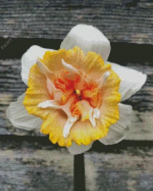 Daffodil Petit Four Flower Diamond Painting