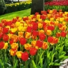 Darwin Hybrid Tulip Flowers Diamond Painting