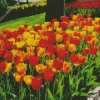 Darwin Hybrid Tulip Flowers Diamond Painting