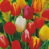 Darwin Hybrid Tulips Diamond Painting