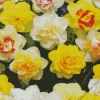 Double Daffodils Diamond Painting