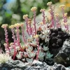 Dudleya Farinosa Diamond Painting