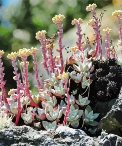 Dudleya Farinosa Diamond Painting