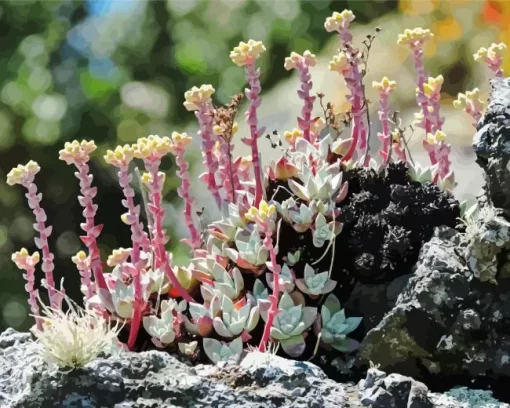 Dudleya Farinosa Diamond Painting