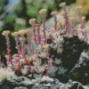 Dudleya Farinosa Diamond Painting