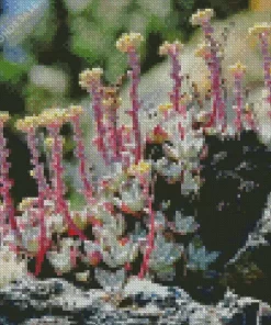 Dudleya Farinosa Diamond Painting