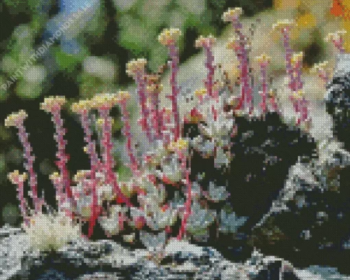 Dudleya Farinosa Diamond Painting