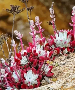 Dudleya Succulent Diamond Painting