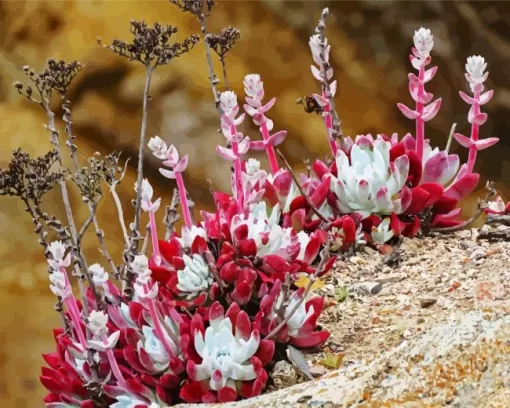 Dudleya Succulent Diamond Painting