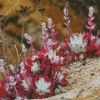 Dudleya Succulent Diamond Painting