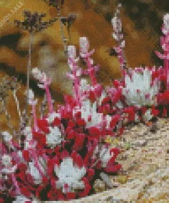 Dudleya Succulent Diamond Painting