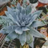 Dudleya Succulent Plant Diamond Painting