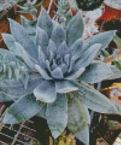 Dudleya Succulent Plant Diamond Painting