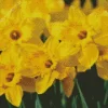 Dutch Master Daffodils Bulbs Diamond Painting