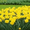 Dutch Master Daffodils Diamond Painting