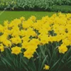 Dutch Master Daffodils Diamond Painting