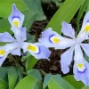 Dwarf Crested Iris Flower Diamond Painting