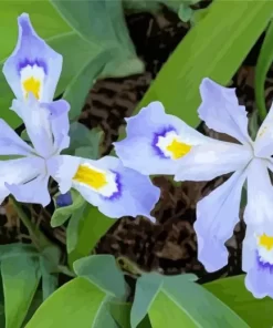 Dwarf Crested Iris Flower Diamond Painting