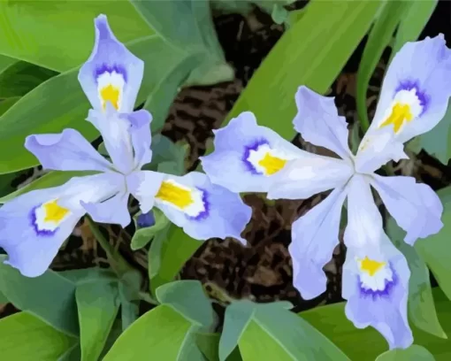 Dwarf Crested Iris Flower Diamond Painting