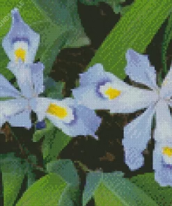 Dwarf Crested Iris Flower Diamond Painting